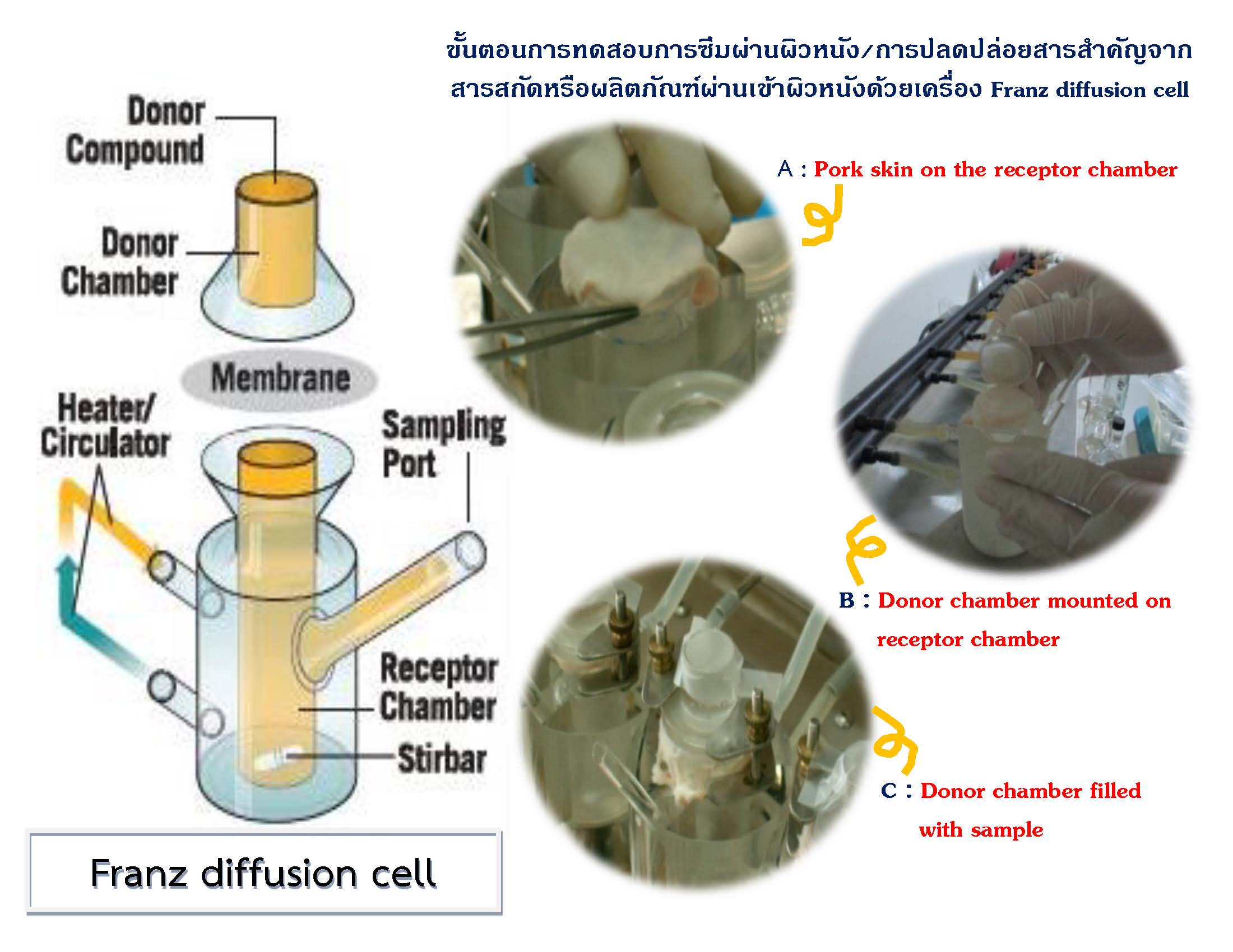 Transdermal Testing of Pharmaceutical and Cosmetics – MANOSÉ RESEARCH ...